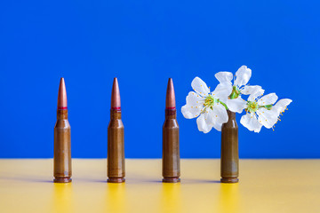 Gun cartridges on blue yellow background close up. White flower in case. War and peace concept, hope concept. Ukraine flag colors.