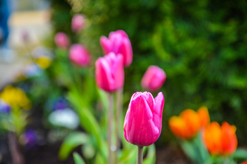 frühling 2020
