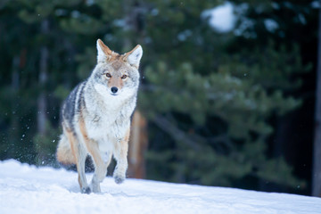 Fototapeta premium Coyote running taken in Yellwostone NP