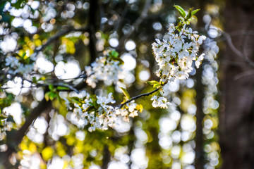 frühling 2020-3