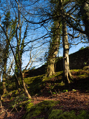 Fototapeta na wymiar Trees in a forest on a bank near a wall in a woodland