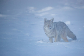 Coyote in steam taken in Yellowstone NP