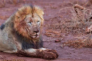 Male Lion covered in mud and blood - 336695367