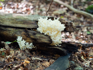 Hericium coralloides, coral tooth fungus on dead tree