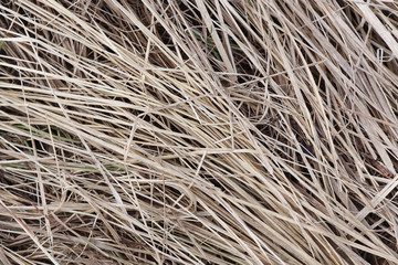 background image with dry grass