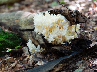 Hericium coralloides, coral tooth fungus on dead tree