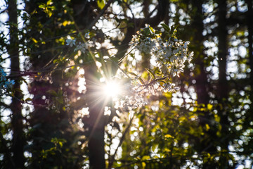 frühling 2020-1