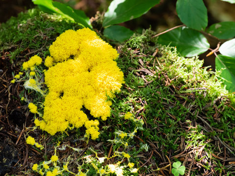 Scrambled egg slime (Fuligo septica) mushroom growing in forest