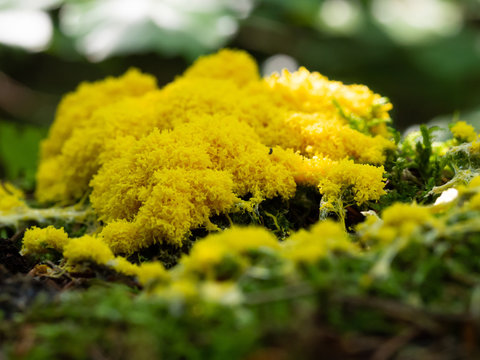 Scrambled egg slime (Fuligo septica) mushroom growing in forest