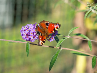 European peacock butterfly (Aglais Io) sitting on Buddleja davidii