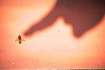 Conceptual photo with copy space of a shadow of a human hand pointing at a bee killed by pesticide chemicals