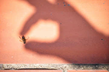Conceptual imagery of a shadow of a human hand grabbing a dead bee killed because of chemicals from fumigants