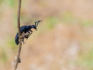 Detail of Meloe proscarabaeus oil beetle, black beetle on plant