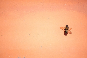 upside view of a dead bee. Conceptual imagery with copy space of a bee killed by farmers fumigating with toxic products