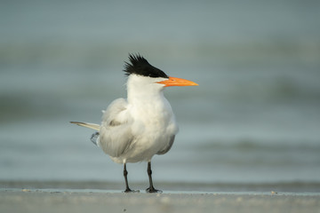 Fototapeta na wymiar Royal Tern taken in central Florida