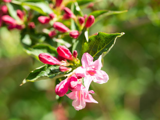 Weigela flowering bush in spring