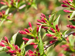 Weigela flowering bush in spring