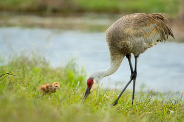 Sandhill Crane with colt taken in central FL