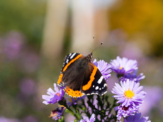Red admiral butterfly (vanessa atalanta) sitting on Chrysanthemums flower