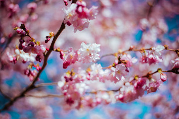 Sakura tree with flowers