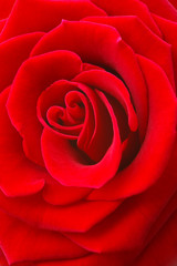 Concept of love: red rose flower with heart-shaped petals, close up with copy space