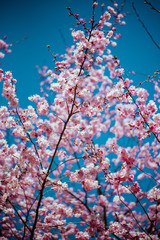 Sakura tree with flowers