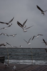 
Birds near the sea.  Fly, sea