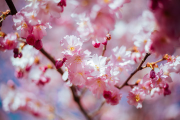 Fototapeta premium Sakura tree with flowers