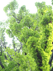 春の東京小石川植物園のイタリアヤマナラシの新緑の風景