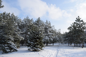 Snow in forest, tree and snow