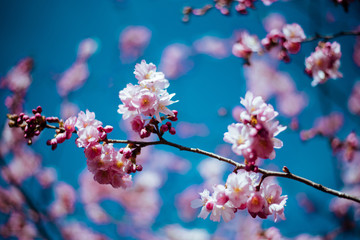 Sakura tree with flowers