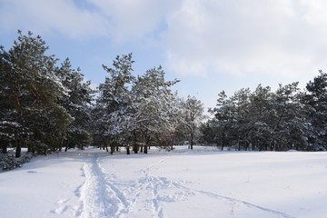 Snow in forest, tree and snow