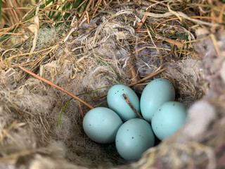 nest with eggs