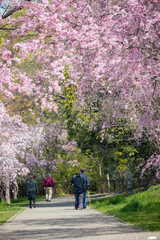 Naklejka premium 桜満開の公園で散歩している人々