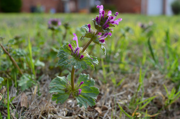 purple flowers in the garden
