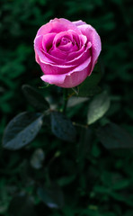 pink rose with water drops