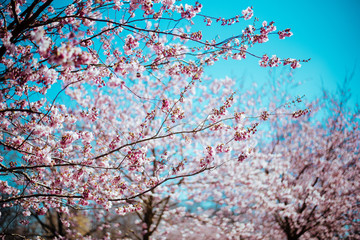 Sakura tree with flowers