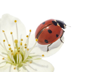 close up of ladybug inside cherry tree blossom isolated on white