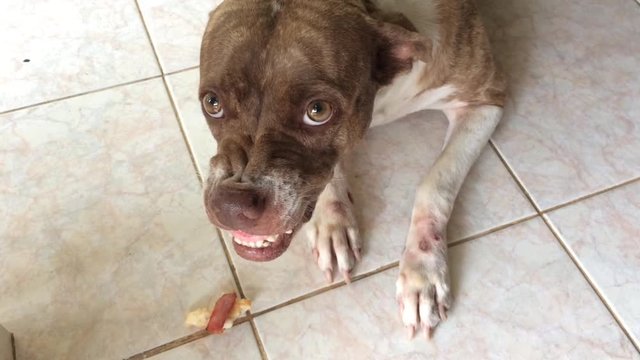 Dog Brown and white ferocious fangs visible long pointed scary.