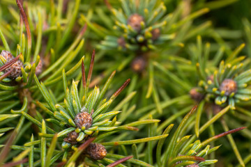 Naklejka na ściany i meble close-up photo of a pine tree in spring season