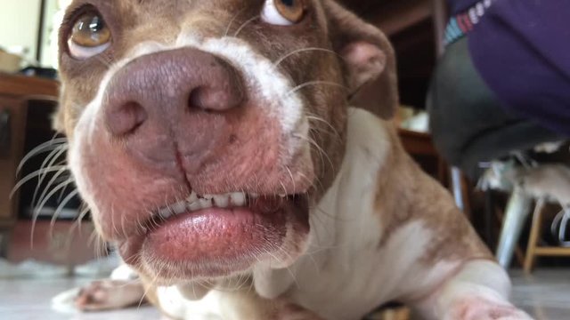Dog Brown and white ferocious fangs visible long pointed scary.