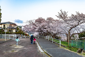 街の桜満開、宝塚の桜台