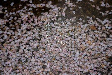 水面に落ちる桜の花びら