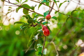 Blossoming pomegranate tree