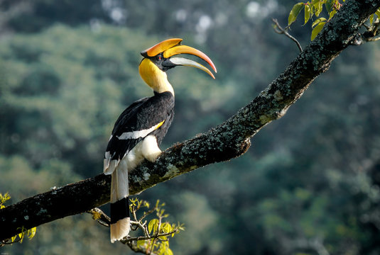 Great Indian Hornbill in morning light