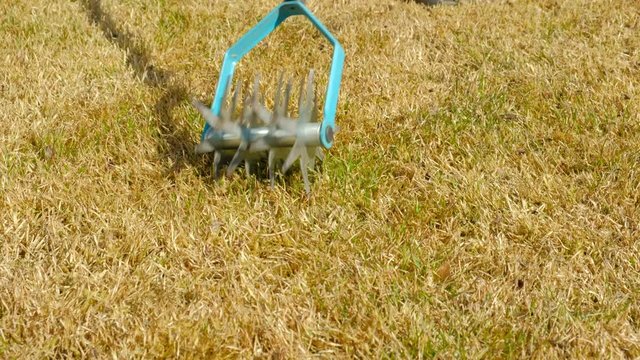 Manual scarification. Aerating and scarifying the lawn in the garden