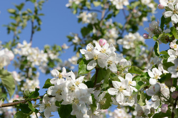 Frühling 505
