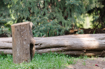 wooden stump in the forest