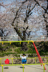 Obraz na płótnie Canvas 桜満開の公園でブランコを遊んでいる可愛い子供