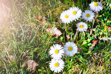 White Daisy flower on green grass. The first spring flower. Green background. Copy space